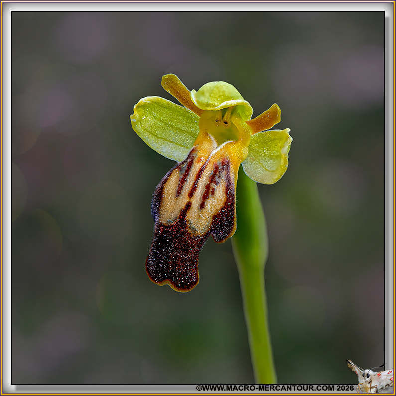 Ophrys des lupercales
